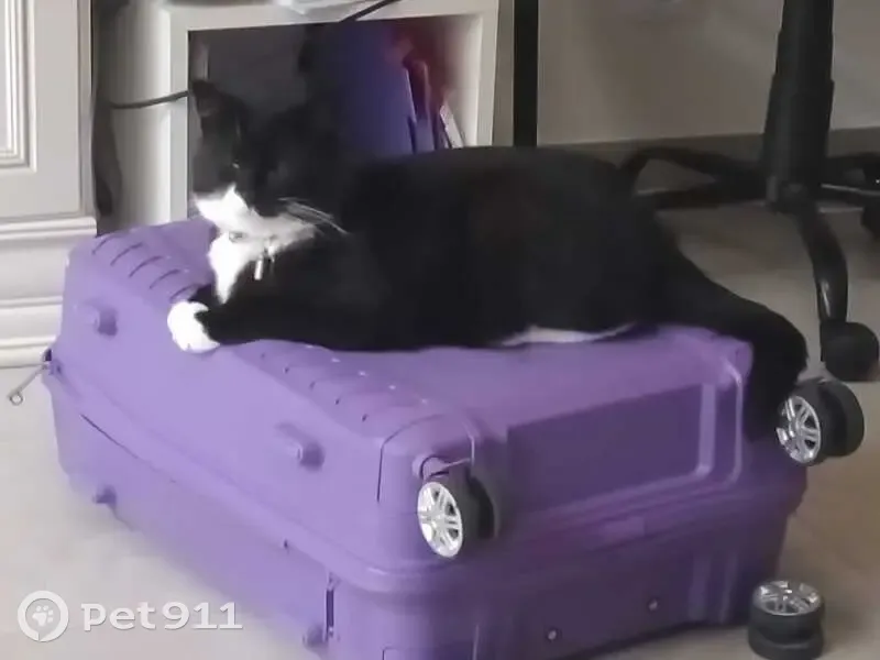Chat perdu, noir et blanc, Route d'Avignon - photo