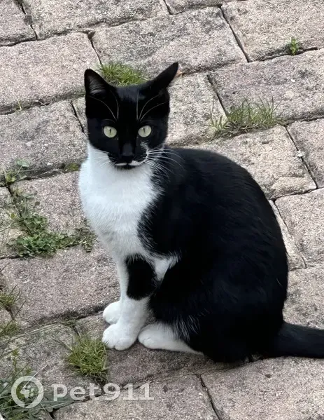 Chat noir et blanc disparu à Ermont - photo