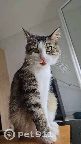 Chatte perdue à Montoir-de-Bretagne - photo