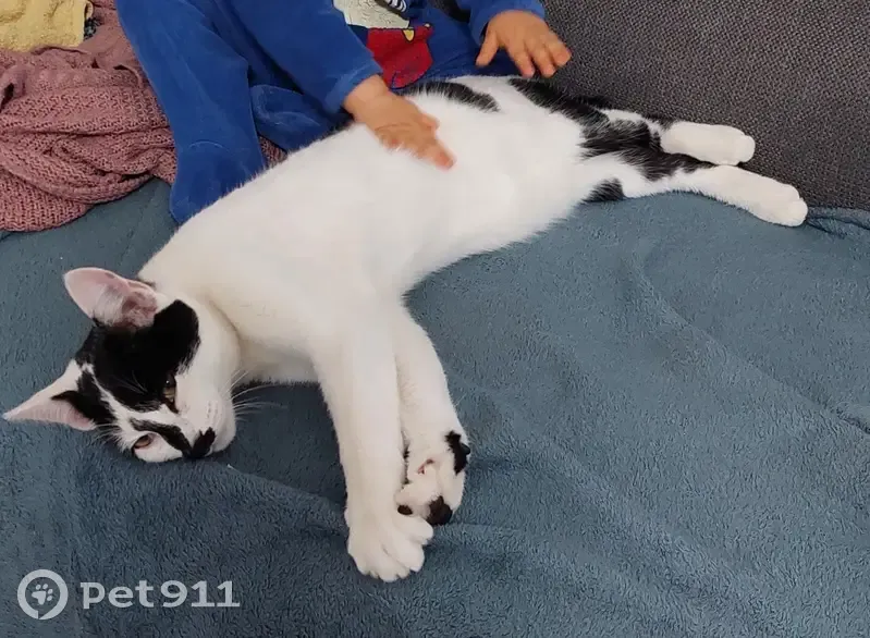 Chat Câlinou disparu à Saint-Martin-des-Noyers - photo
