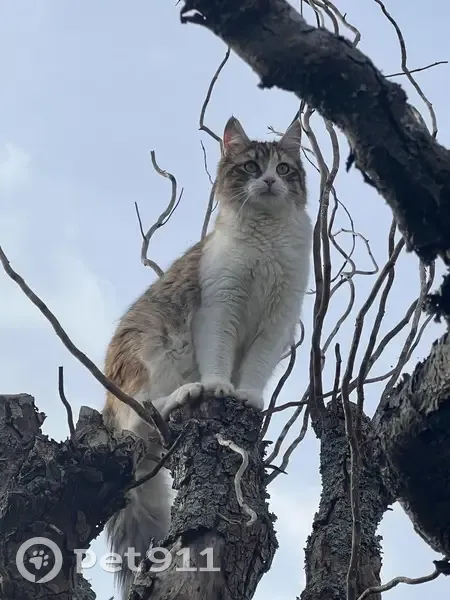Chat perdu à Melle, Cité des Montagnes - photo