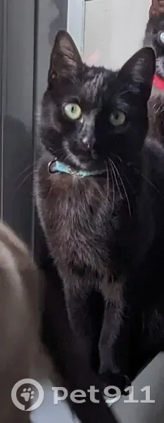 Chatte noire disparue à Pleyber-Christ - photo