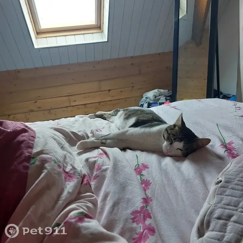 Chat tigré mâle 1 an perdu à Derval - photo