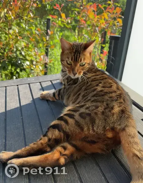 Chat Bengal mâle perdu, soins urgents, Plaisir - photo