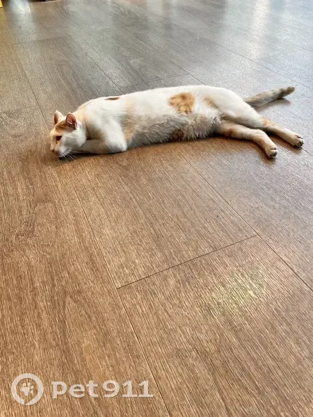 Chat blanc et roux trouvé à Chevilly-Larue - photo