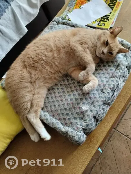 Chat roux perdu à Cambrai, Rue Crèvecoeur - photo
