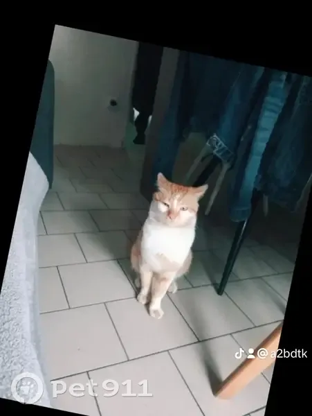 Chat perdu à Loos-en-Gohelle, Hauts-de-France - photo