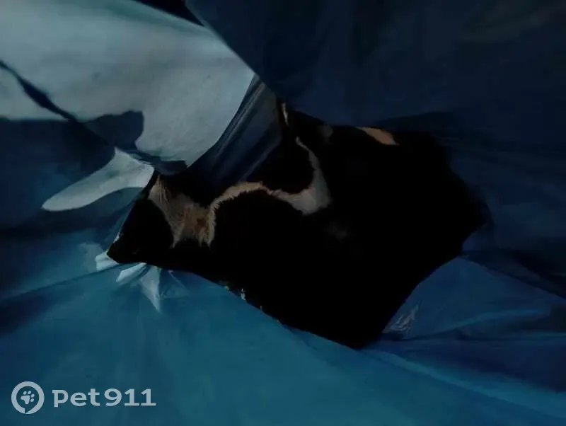 Chat noir et blanc mort retrouvé en sac - photo