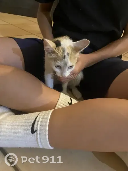 Chaton sociable trouvé à Givors - photo