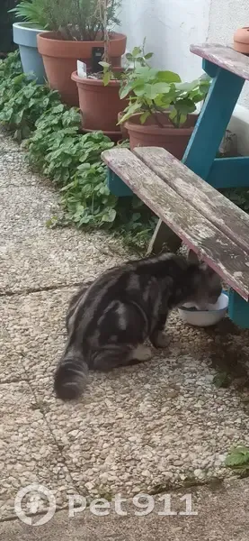 Jeune chat tigré trouvé à Tours - photo