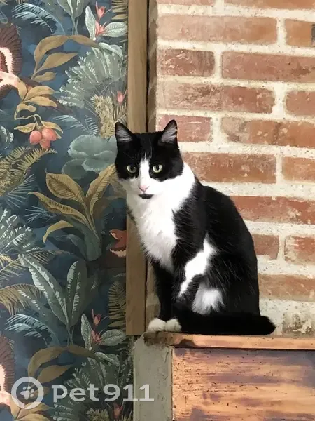 Chatte disparue à Sassay : Madeleine - photo
