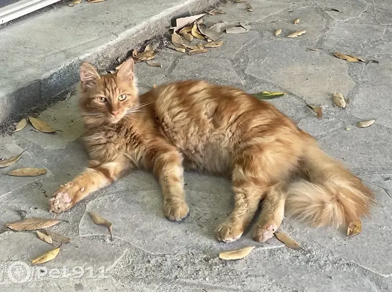 Chat roux tigré perdu à Bègles, rue Mazagran - photo