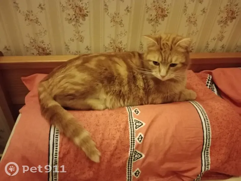 Chat tigré roux 3 ans perdu à Prissac - photo
