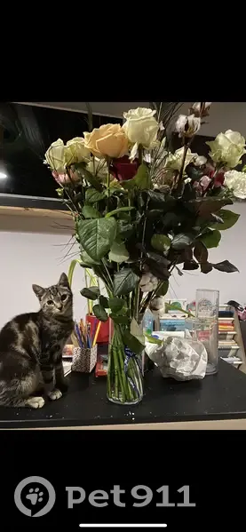 Chatte tigrée de 10 mois disparue - photo