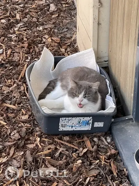 Chat gris et blanc trouvé Rue Hatt, Strasbourg - photo