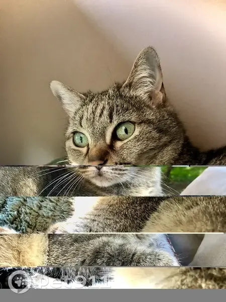 Chat perdu à Palaiseau: Prunelle, tigrée, 8 ans - photo