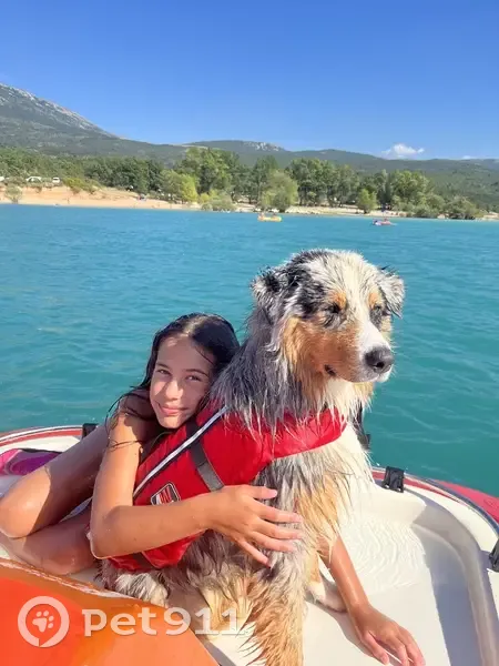 Chien perdu à l'embouchure de l'Argens - photo