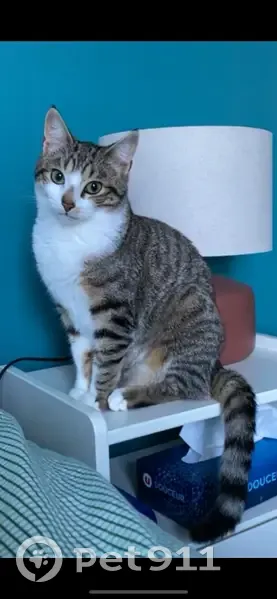 Chat disparu Pistache, Chemin de Brault - photo