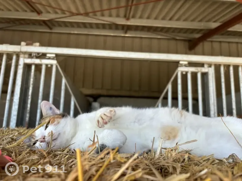Chatte Isabelle 6 ans disparue à Roullet - photo