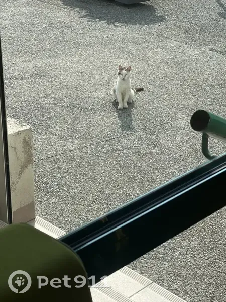 Chat maigre trouvé près de Groupama Mehun-sur-Yèvre - photo