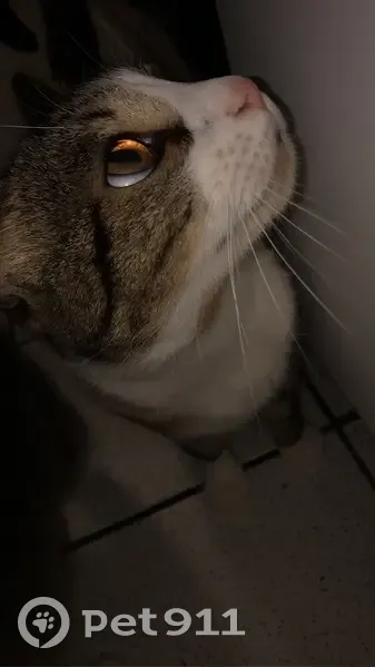 Chat perdu : Kiki, Avenue du Cimetière, Tourcoing - photo