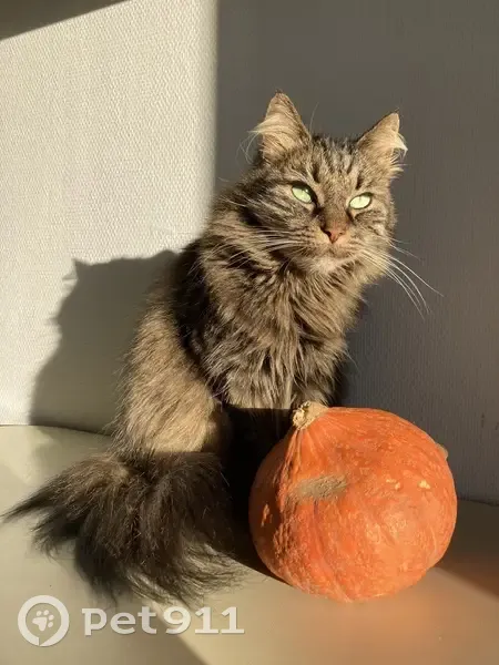 Chatte tigrée disparue à Recouvrance - photo
