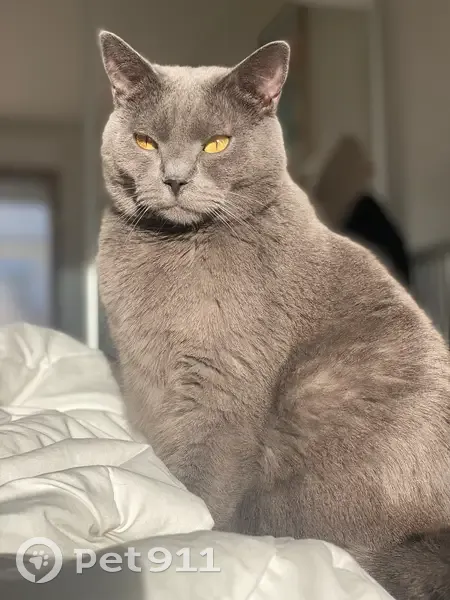 Chat perdu : Rio, Chartreux gris à Benon - photo