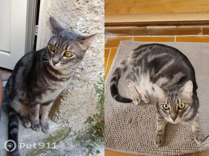 Chat mâle tigré perdu, Rue Droite, Le Pouget - photo