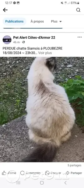 Chatte siamoise perdue à Ploubezre - photo