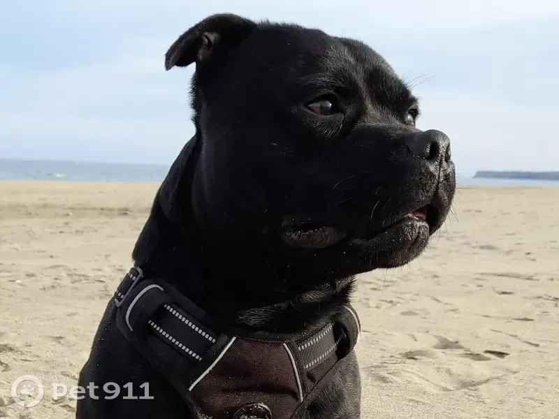 Staffie noir perdu à Dunière-sur-Eyrieux - photo