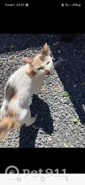 Chatte tricolore trouvée Rue Léon Gallot - photo