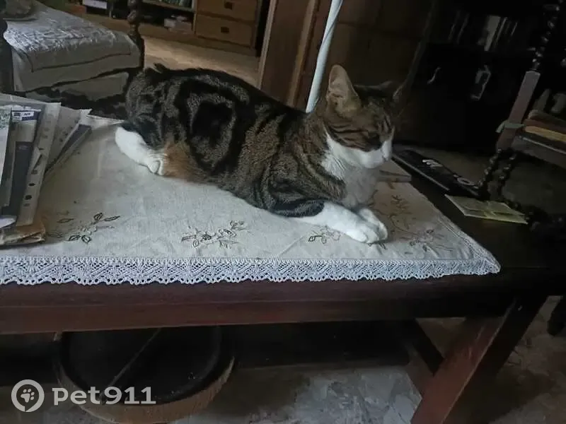 Chatte tigrée et blanche perdue à Suresnes - photo