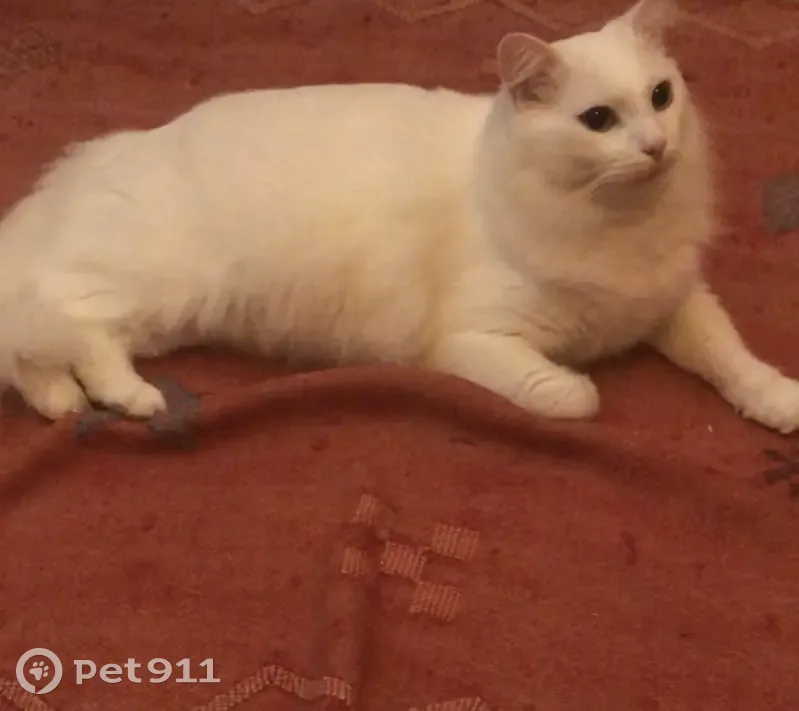 Chat blanc 3 ans perdu à Bègles - photo