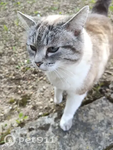 Chat femelle tigrée et blanche perdue Rue des Lilas - photo