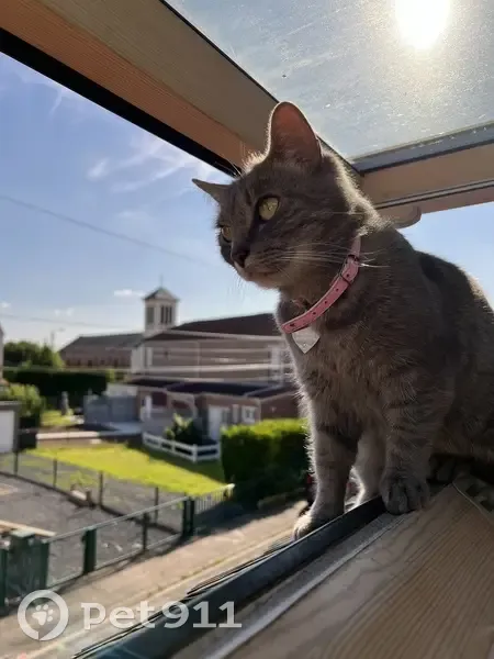 Chatte grise disparue à Sallaumines - photo