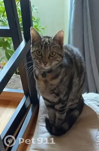 Recherche Frère et Sœur Chats Disparus - photo