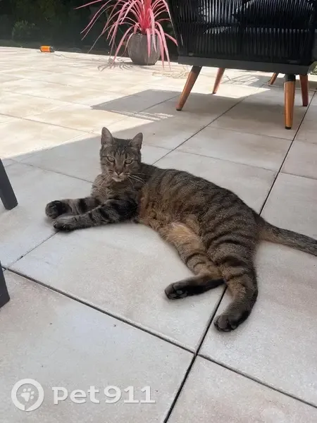 Chat tigré perdu, mâle, pucé, Enghien - photo