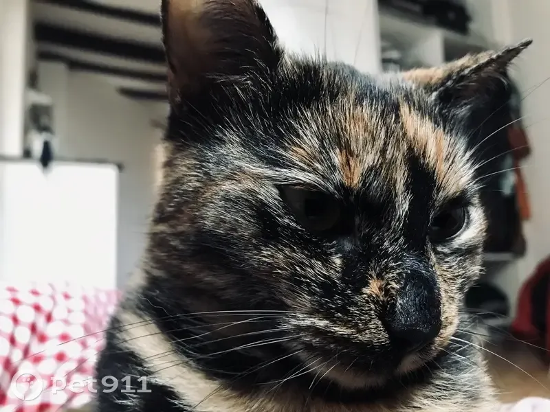 Chatte écaille de tortue perdue à Renonval - photo