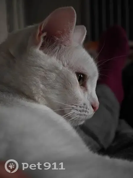 Chatte blanche perdue, yeux verts dorés, Villeurbanne - photo
