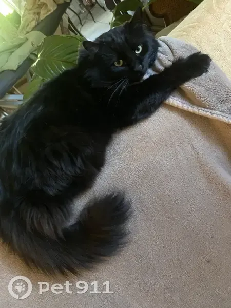 Chat mâle persan noir perdu à Nîmes - photo
