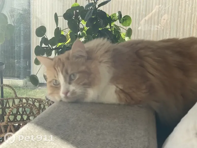 Chatte blanche/rousse perdue à Labège - photo