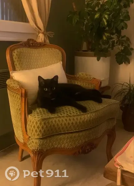 Chat noir perdu à Reims - Choco - photo