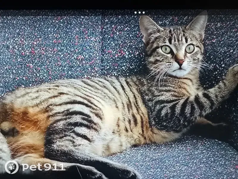 Chat mâle Bengale perdu à Argenteuil - photo