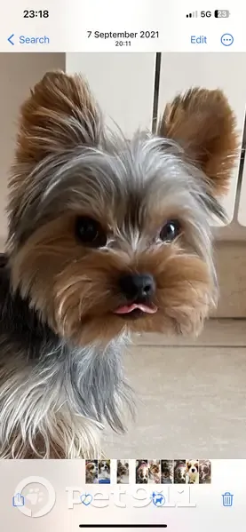 Yorkshire terrier 4 ans perdu à Cannes - photo