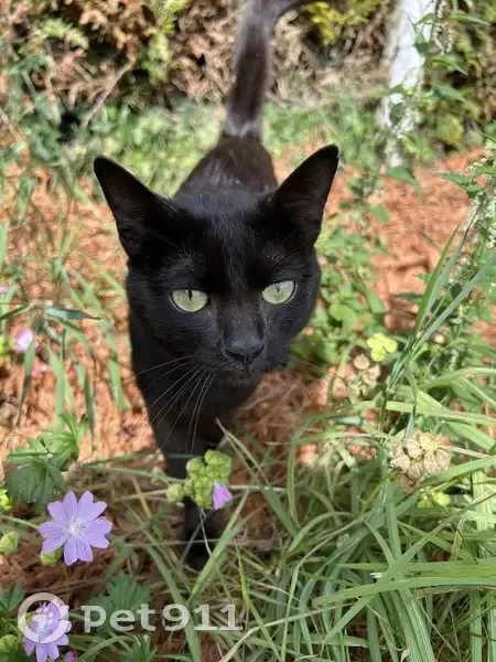 Chat noir mâle trouvé au Pré des Tourelles - photo
