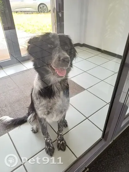 Chienne trouvée à Clermont-Fd, cherche maîtres - photo