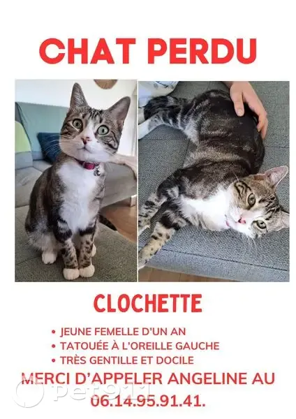 Chat perdu, collier rose, Rue des Candinières - photo
