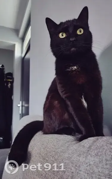 Chatte noire disparue à Neufchef - photo