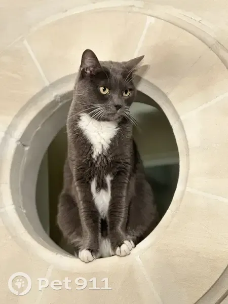 Petite chatte grise et blanche disparue à Cannes - photo