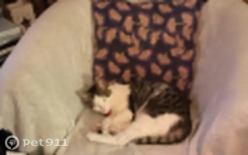 Chat européen tigré 16 mois perdu à Taverny - photo